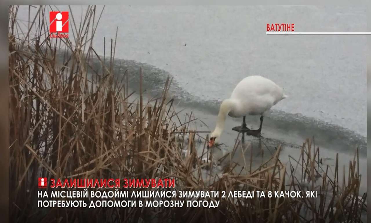 На водоймі у Ватутіному на Черкащині лишилися зимувати два лебеді та 8 качок (ВІДЕО)